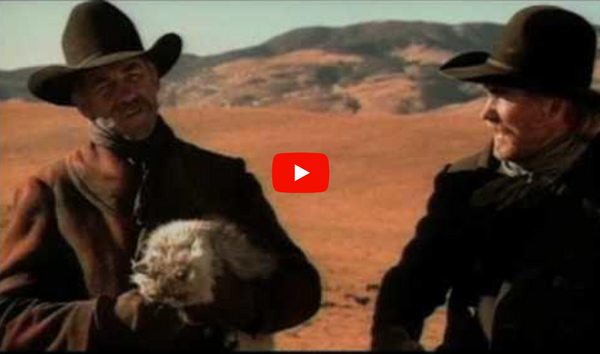 Cowboy: Cat Herding